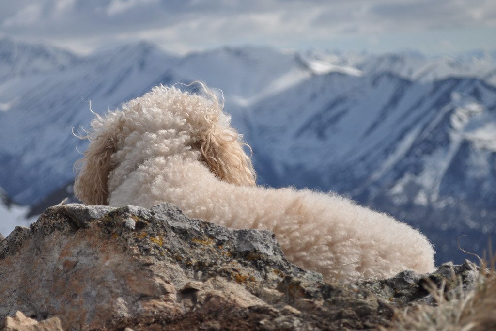 Fi Ultra: first dog tracker powered by Starlink, Gadgets explainer from GENZ TECH